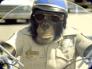 2001 Ford Crown Victoria - A monkey dressed as a police officer rides a motorcycle.