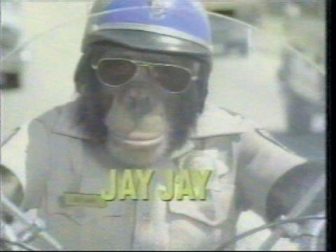 2001 Ford Crown Victoria - A chimpanzee dressed as a police officer, wearing sunglasses and a helmet, rides a motorcycle.
