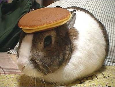 1998 Ford Mustang - A rabbit is wearing two pancakes on its head.