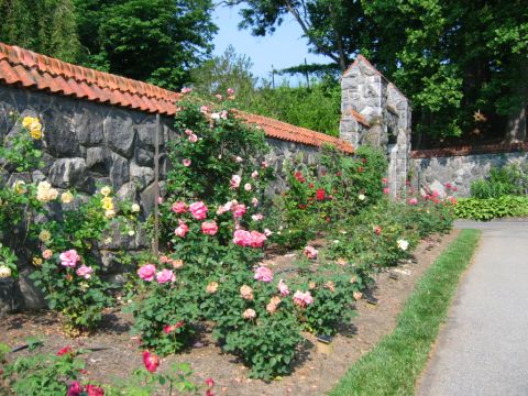 1985 Ford Crown Victoria LTD - A stone wall and rose garden at Biltmore Estate on a sunny day.