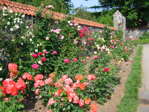1985 Ford Crown Victoria LTD - A garden path runs alongside a stone wall adorned with a variety of blooming roses.