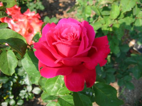 1985 Ford Crown Victoria LTD - A vibrant pink rose blooms in the garden, with another rose softly blurred in the background.