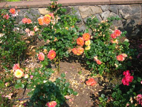 1985 Ford Crown Victoria LTD - Rose bushes bloom in front of a textured stone wall, with fallen petals scattered on the ground.
