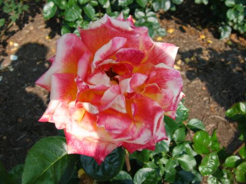 1985 Ford Crown Victoria LTD - A vibrant rose with multi-colored petals blooms in the sunlight, set against a backdrop of green foliage and dark soil.
