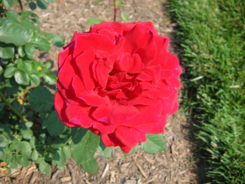 1985 Ford Crown Victoria LTD - A vibrant red rose blooms in a garden setting, surrounded by lush green foliage and a neatly mowed lawn.