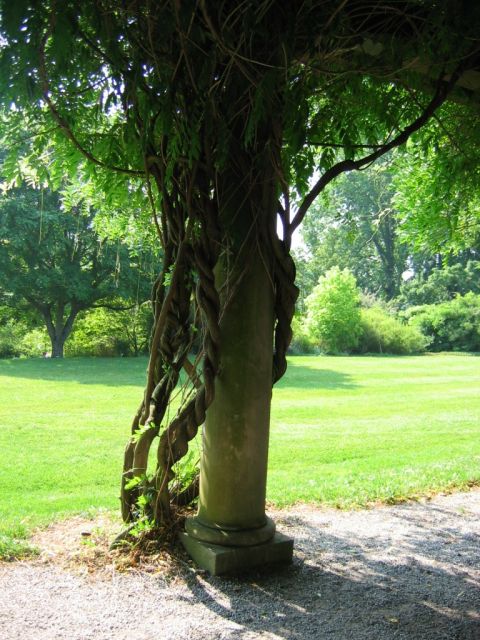 1985 Ford Crown Victoria LTD - A stone column is heavily wrapped in vines, standing in a sunlit garden with lush green grass.
