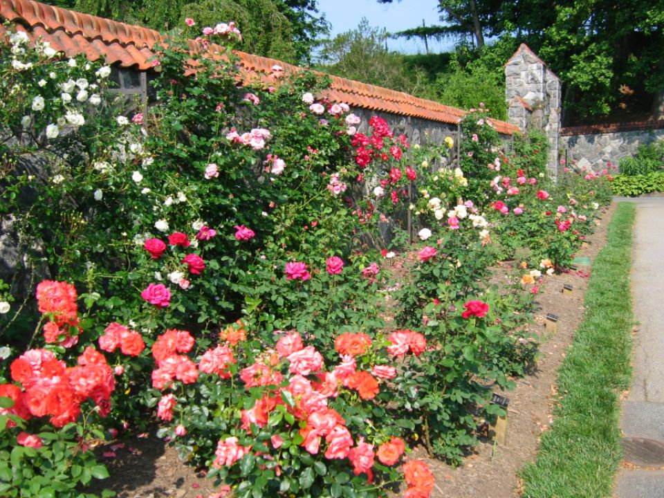 Stone wall with red tile roof covered in roses, path and grass to the right