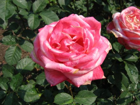 1985 Ford Crown Victoria LTD - A vibrant pink rose, glistening with water droplets, stands out against a backdrop of lush green leaves.