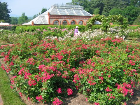 1985 Ford Crown Victoria LTD - A person walks through a blooming rose garden in front of a historic greenhouse.