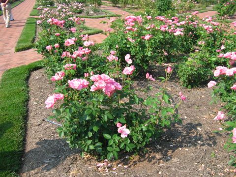 1985 Ford Crown Victoria LTD - A sunny day in a rose garden, with blooming pink roses lining a brick walkway.
