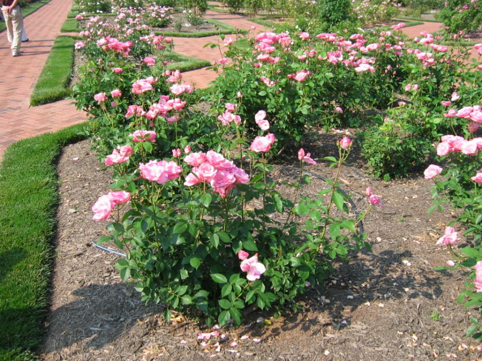 Rows of pink roses in a garden with a brick path and mowed grass border. Two people are visible walking on the path