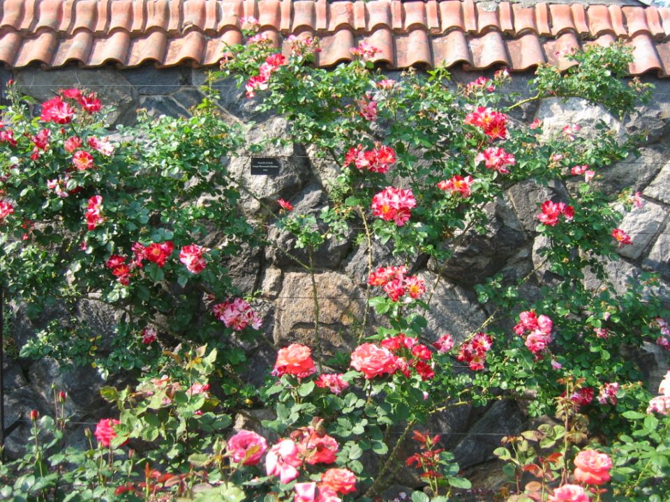 Stone wall with red and pink roses and a terracotta tiled roof