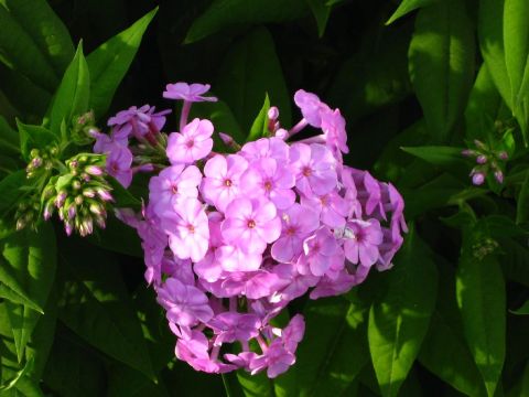 1995 Ford Bronco - A cluster of pink flowers is shown against a backdrop of dark green leaves, with a Supermotors.net logo visible in the lower right corner.