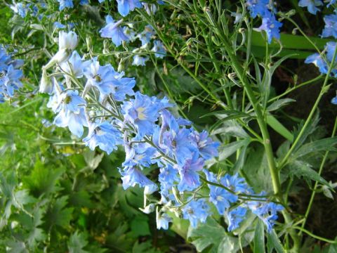 1995 Ford Bronco - A cluster of blue delphinium flowers is shown in bloom, surrounded by green leaves and stems.