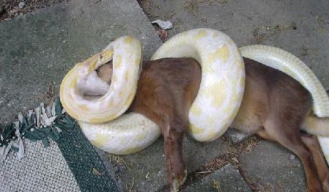 1989 Ford Bronco - A large albino python coiled around and beginning to swallow a small brown deer on a concrete patio. Not a vehicle image.