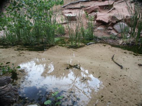 2001 Mercury Grand Marquis - A shallow stream flows through a rocky area with tall reeds growing along the bank.