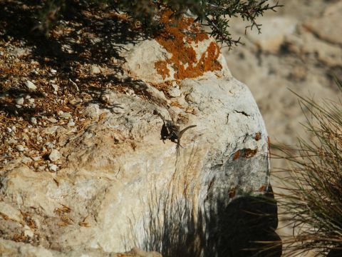 2001 Mercury Grand Marquis - A small lizard perches on a textured rock formation, with dry grasses and a shrub nearby.