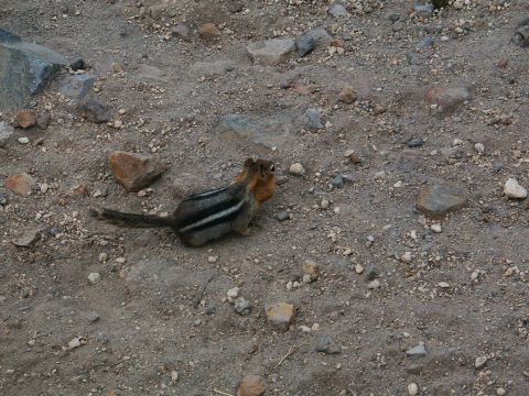2001 Mercury Grand Marquis - A chipmunk pauses on a rocky, dirt path, its striped fur clearly visible.