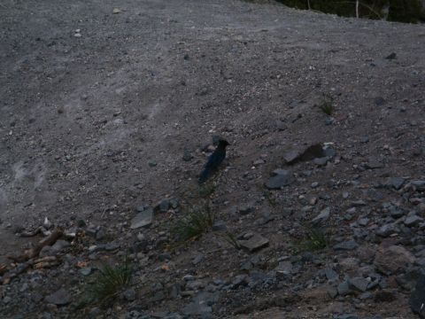2001 Mercury Grand Marquis - A bird stands on a desolate, rocky slope with sparse vegetation.