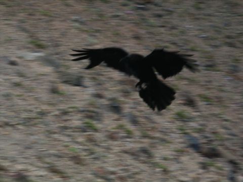 2001 Mercury Grand Marquis - A bird flies over a dry, blurred landscape, with the Supermotors logo visible at the bottom right.