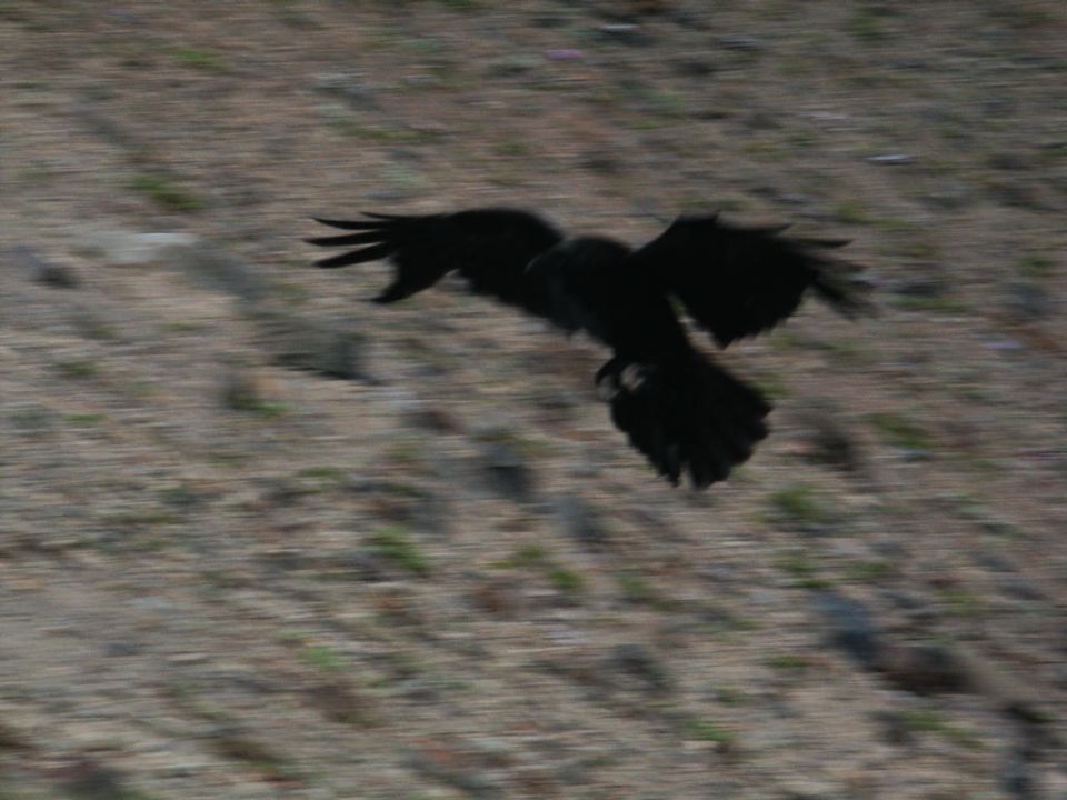 Black bird with wings spread in flight over a blurred, dry, grassy ground