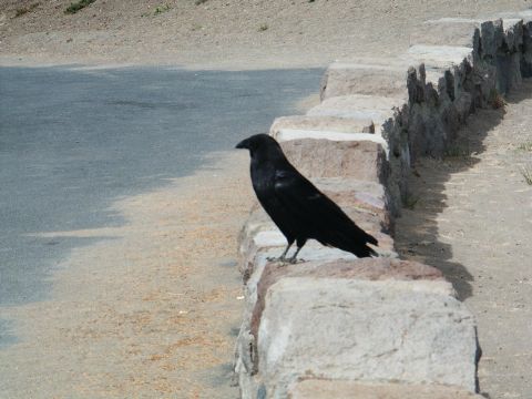 2001 Mercury Grand Marquis - A black bird rests on a stone wall, with a road and sandy area in the background.
