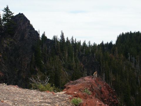 2001 Mercury Grand Marquis - A wild animal surveys the landscape from its perch on a rock, surrounded by forest and mountains.