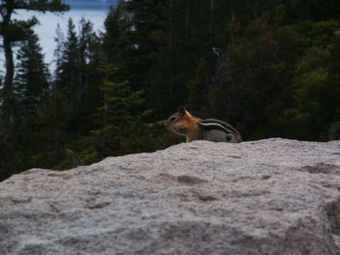 2001 Mercury Grand Marquis - A chipmunk pauses on a rock, overlooking a body of water and dense forest.