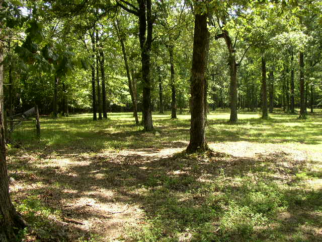 Sunlight filters through trees in a grassy, wooded area. A wooden fence post is visible on the left