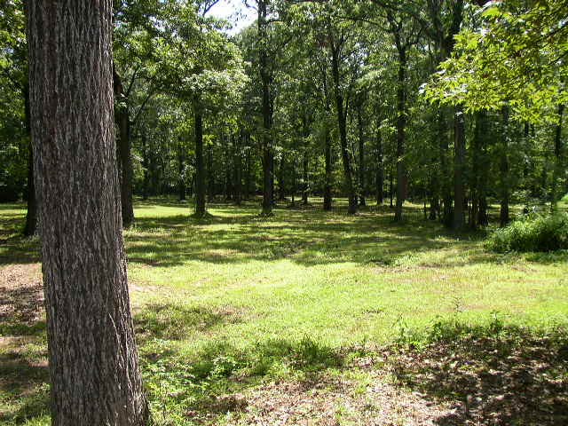 Wooded area with a large tree trunk in the foreground and a grassy clearing