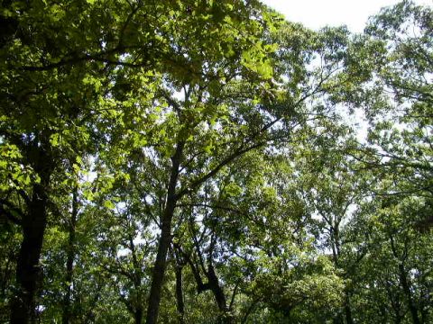 1995 Ford Bronco - A dense canopy of green leaves from trees obscures the sky, with a website watermark visible.