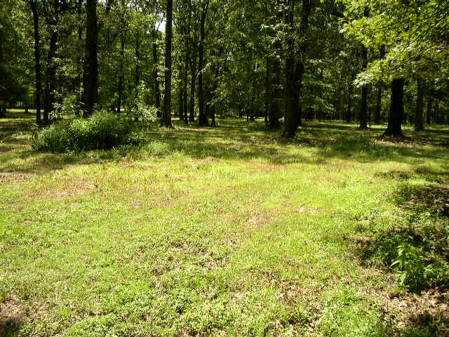 Grassy field with trees and a Supermotors.net watermark