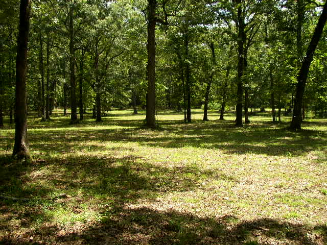 Wooded area with sunlit grass and trees. Supermotors.net logo in lower right corner