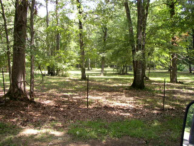 Wooded area with a wire fence in the foreground and a partial vehicle mirror on the right