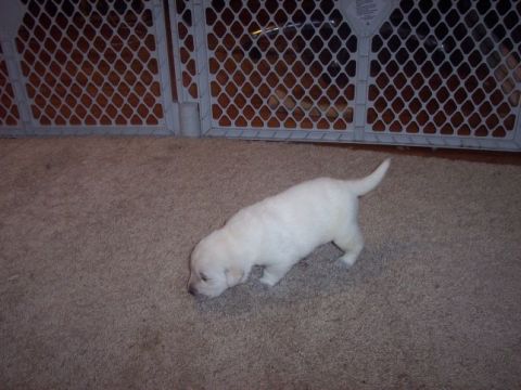 1974 Ford Bronco - A young white puppy explores the carpeted floor near a baby gate.