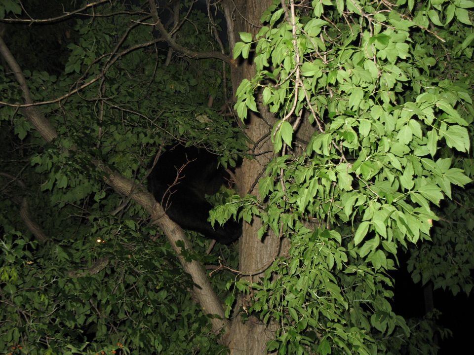 Black bear perched on a tree branch at night, surrounded by green leaves