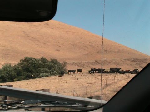 1971 Ford Bronco - Cattle are seen grazing in a dry, grassy field with a large, barren hill in the background.