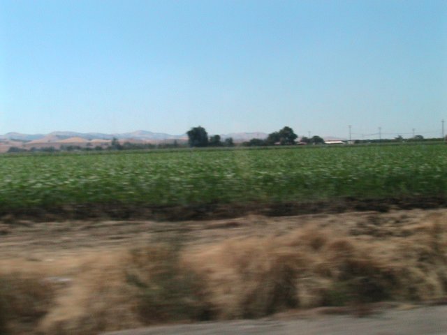 Agricultural field under a clear blue sky, with distant hills and trees