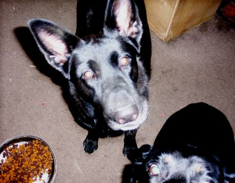 1978 Ford Bronco - Two black dogs are looking up expectantly, with a bowl of kibble in the foreground.