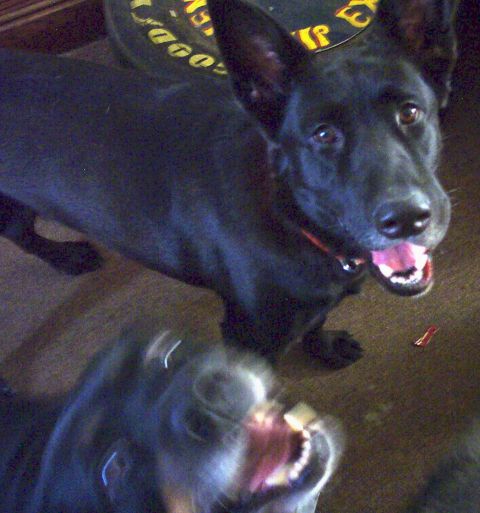 1978 Ford Bronco - Two dogs are playing, one is in focus and the other is blurred.