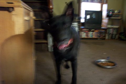1978 Ford Bronco - A black dog stands in a room with a food bowl on the floor and shelves of books in the background.