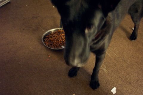 1978 Ford Bronco - A black dog is positioned near a metal bowl filled with dog food.