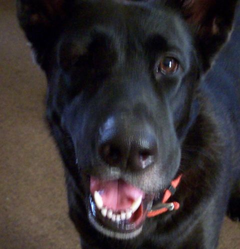 1978 Ford Bronco - A black dog with its mouth open and tongue visible, looking towards the camera.