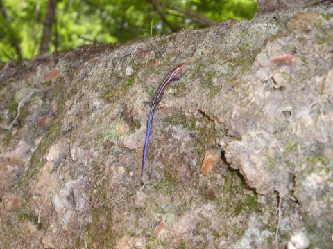 1996 Ford Bronco - A lizard with a bright blue tail rests on a moss-covered tree branch.