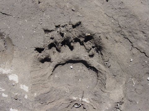 1986 Ford Bronco - Close-up overhead shot of a large clawed animal paw print, likely a bear track, pressed into damp gray sand or mud, with a second partial p…