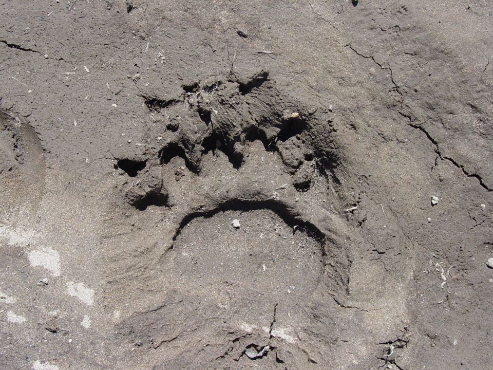 Large clawed bear-like paw print pressed into damp gray sand