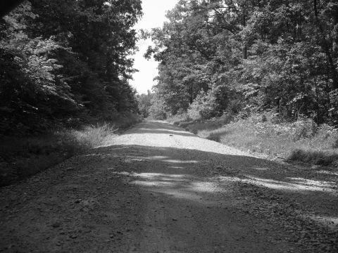 1996 Ford Bronco - A sun-dappled gravel road winds through a dense forest.