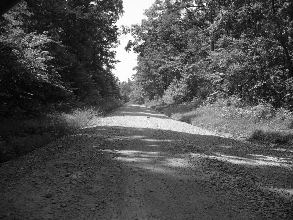 Gravel road through a forest with trees lining both sides