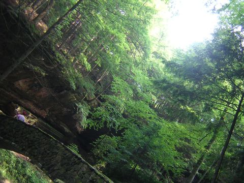 1995 Ford Probe - A picturesque forest scene a stone bridge and dense foliage, bathed in natural light.