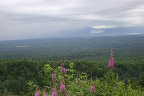 2003 Jeep TJ - A wide view of a dense forest under a cloudy sky, with pink flowers blooming in the foreground.
